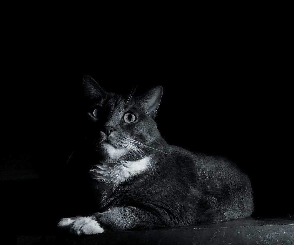 Photo #11305611