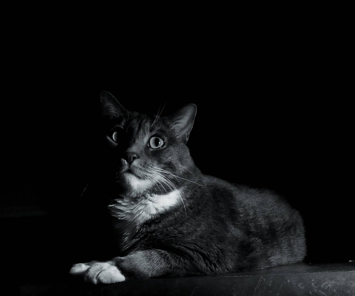 Photo #11305611