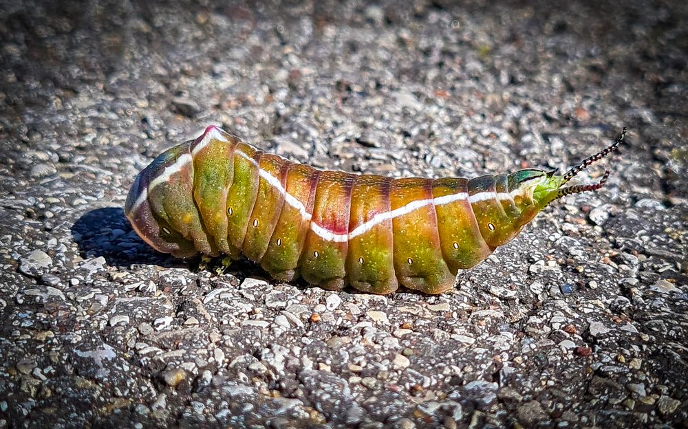 Photograph by Ljudmilla Pavljutsenkova