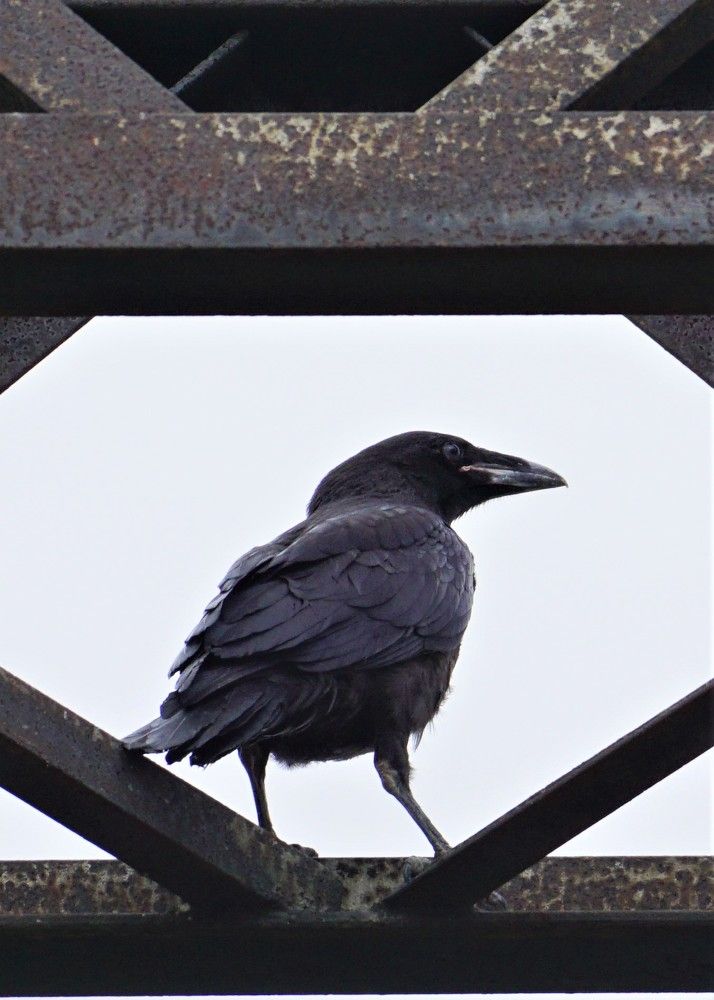 Photograph by Михаил Трусов