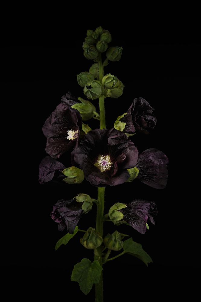 Фотография автора Olga Yar