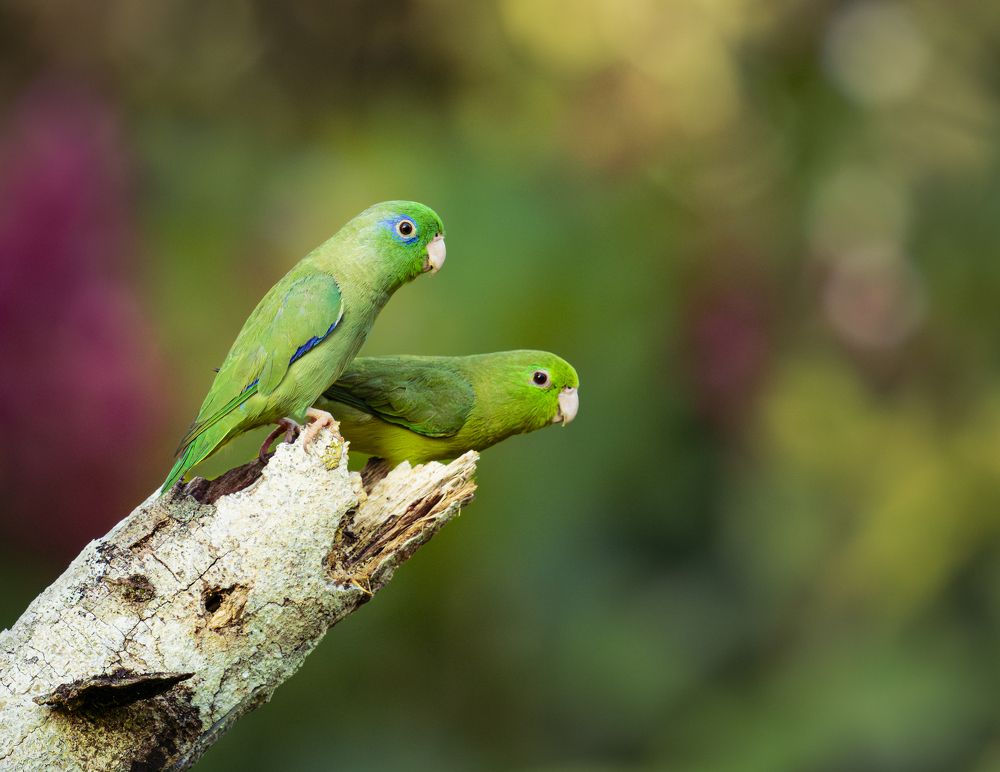 Photograph by Ricardo A. Restrepo L.