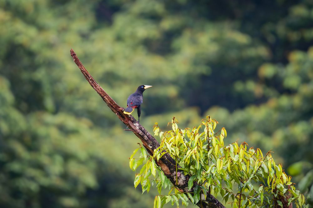 Photograph by Ricardo A. Restrepo L.