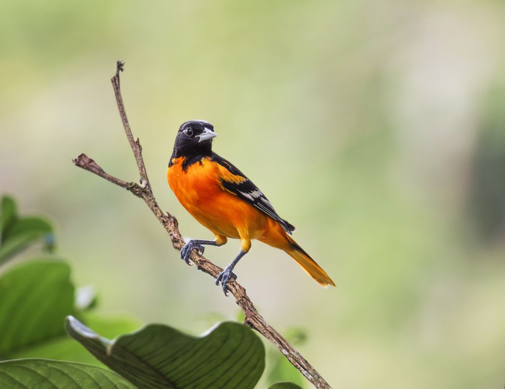 Photograph by Ricardo A. Restrepo L.