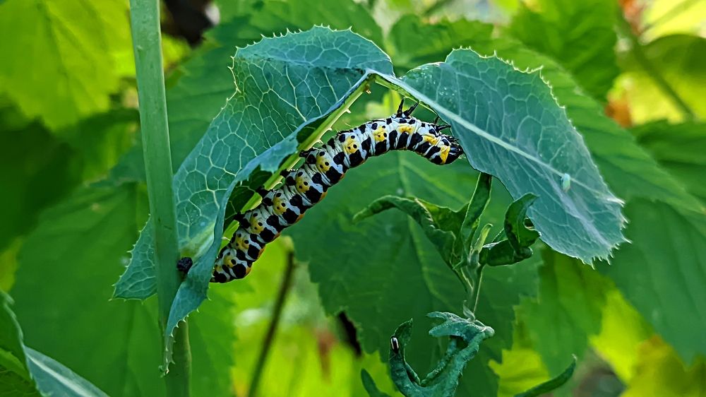 Photograph by Мария Широких