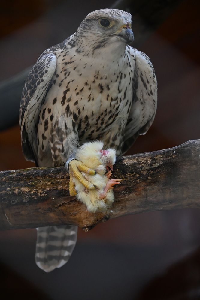 Photograph by Дарья Ростовцева