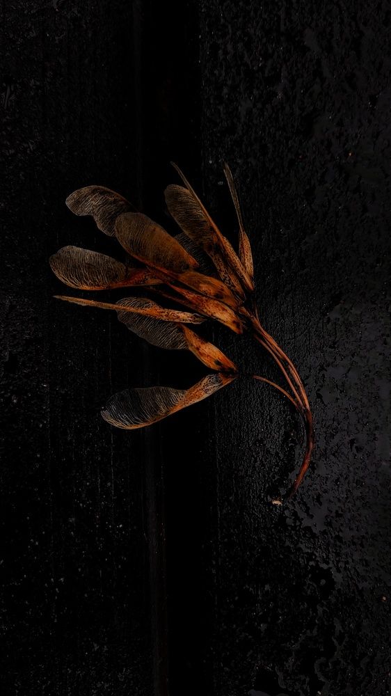 Photograph by Елена Гостева