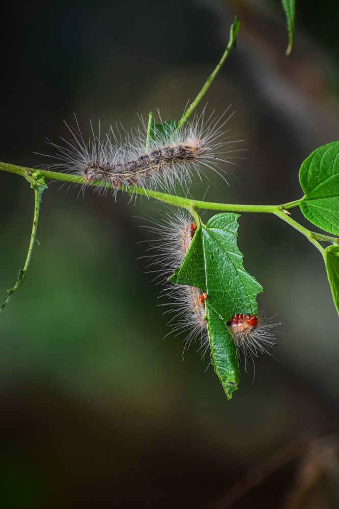 Photograph by Subrata Das