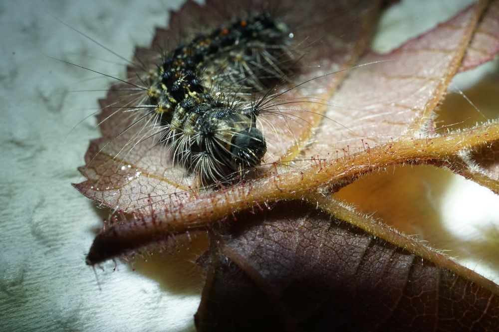 Photograph by Михаил Трусов