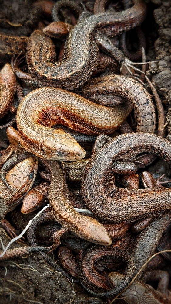 Фотография автора Анастасия Руднева