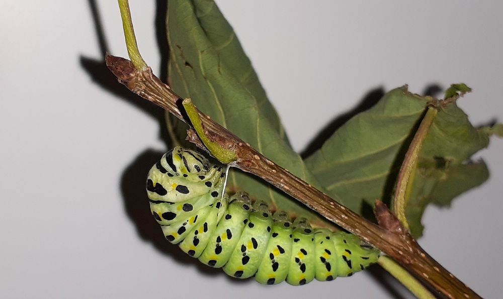 Photograph by Кристина Присяжная