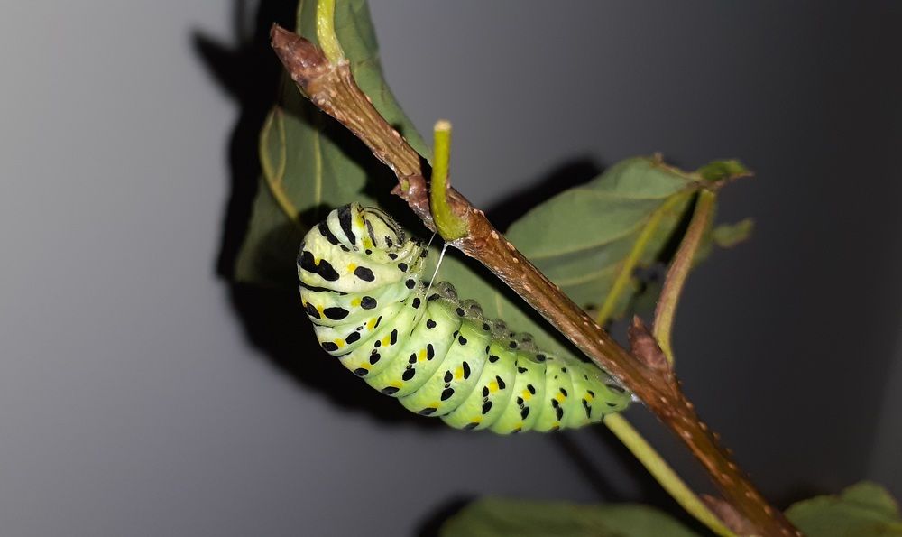 Photograph by Кристина Присяжная