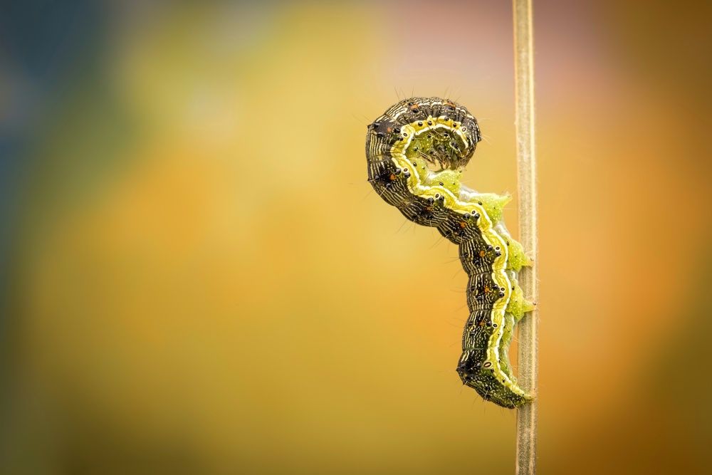 Photograph by Krisztina Mácsai