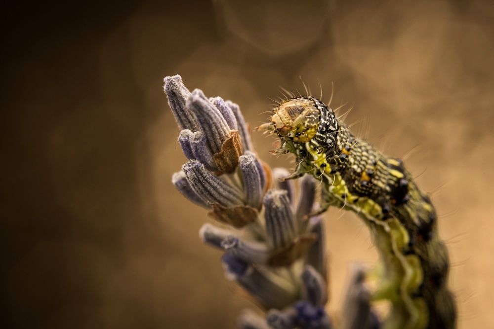 Photograph by Krisztina Mácsai