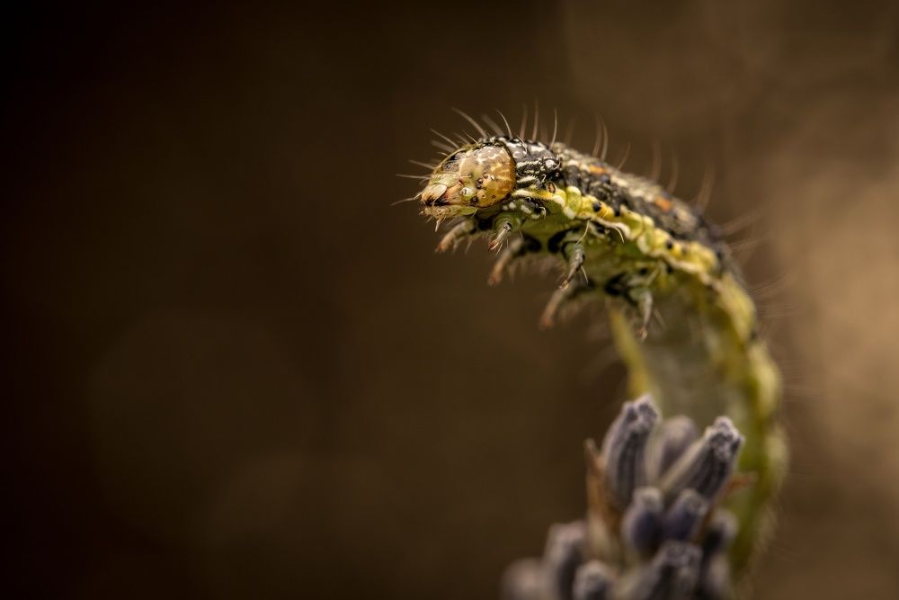 Фотография автора Krisztina Mácsai