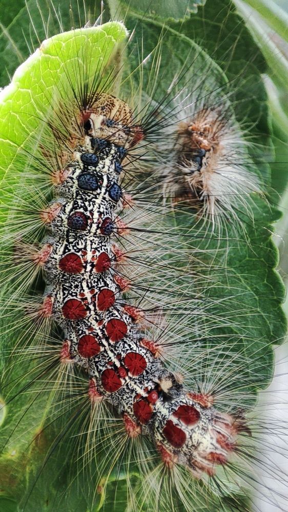 Photograph by Anastasiya