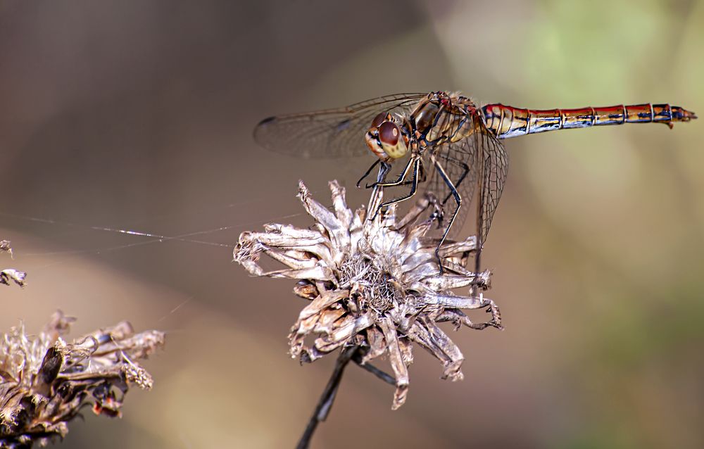 Photograph by Виталий Слёзка