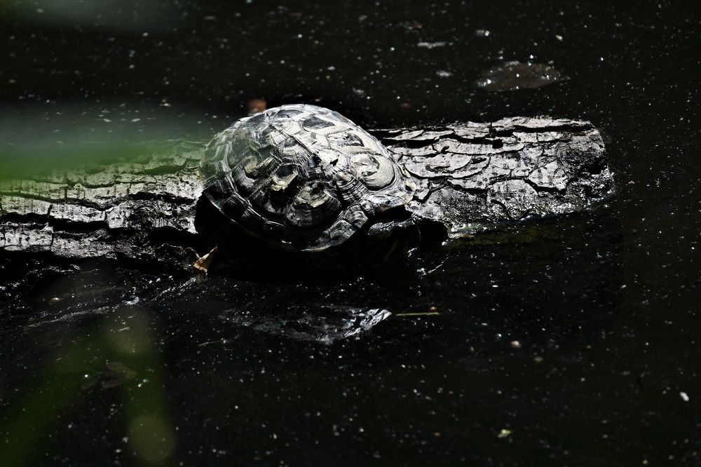 Фотография автора IRINA FILIPPOVA