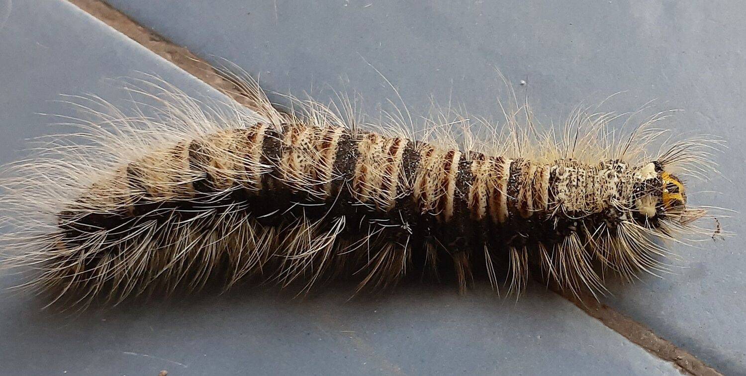 Photo #11306535