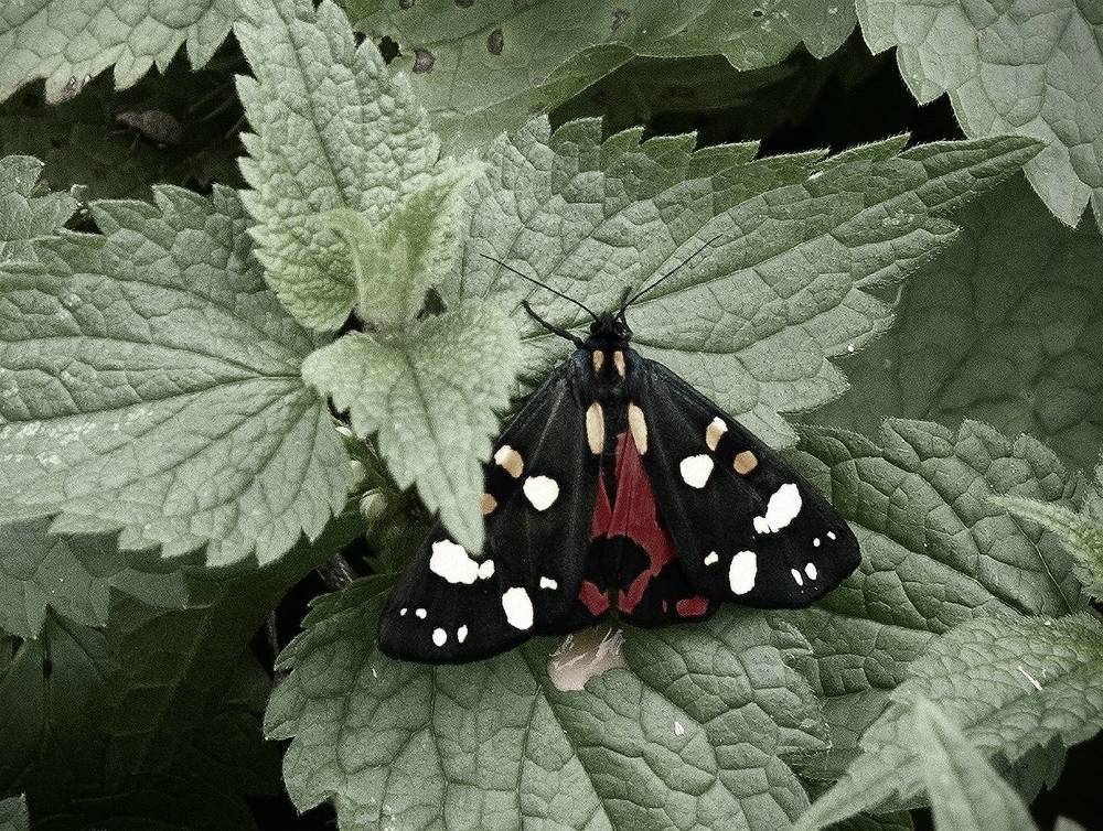 Photograph by Анатолий Максимов