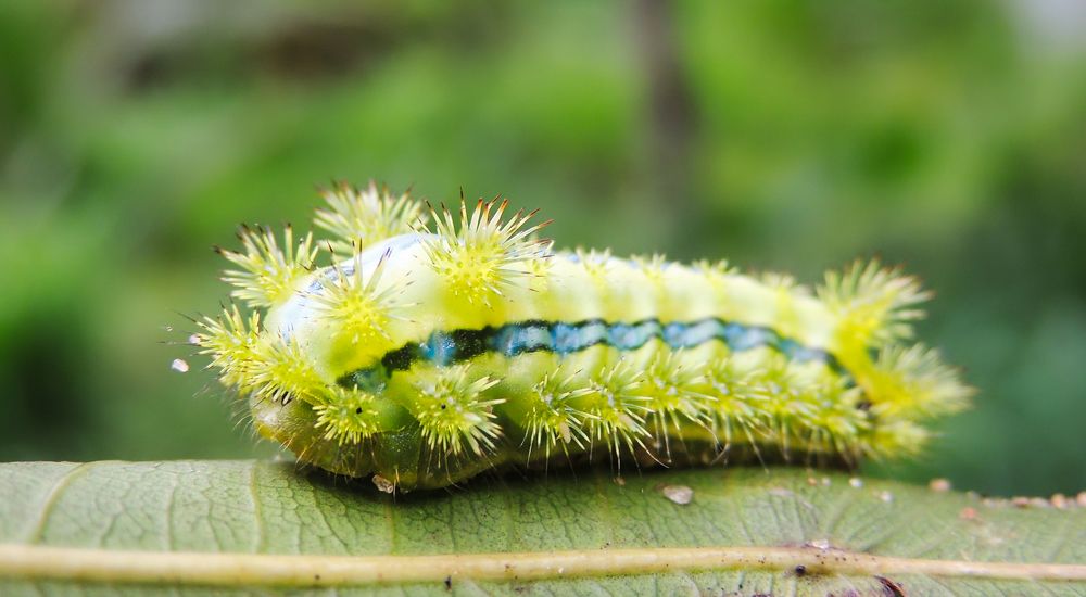 Photograph by Vimal Ram S