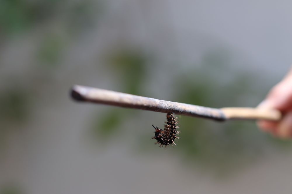 Chrysalis