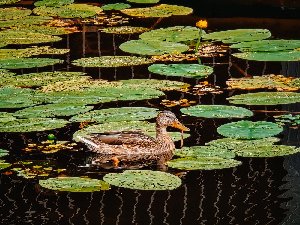 Утиные истории