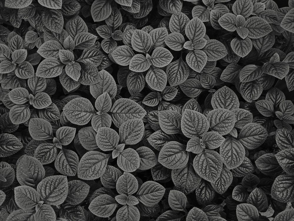 Photo #11306762