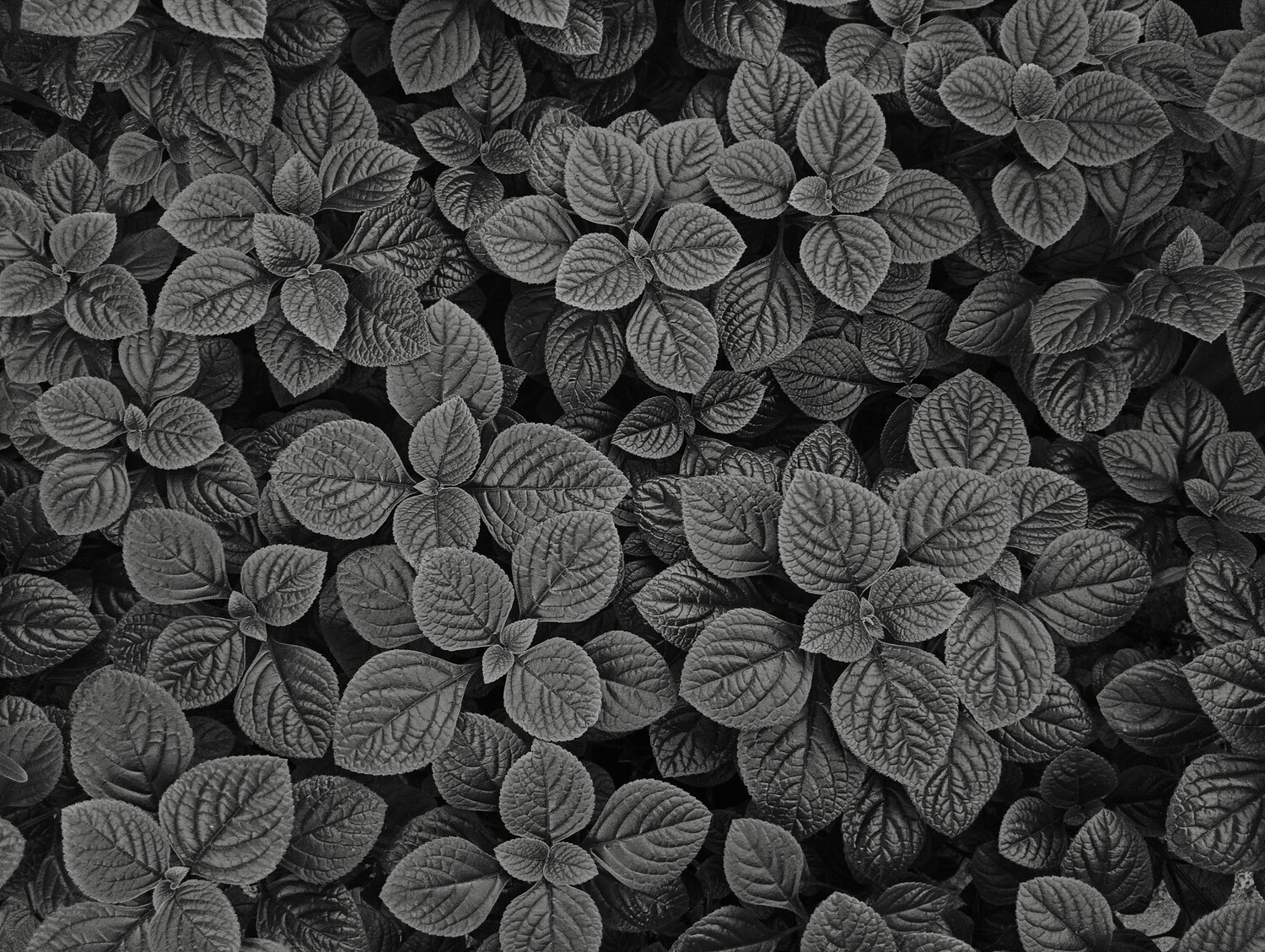 Photo #11306762