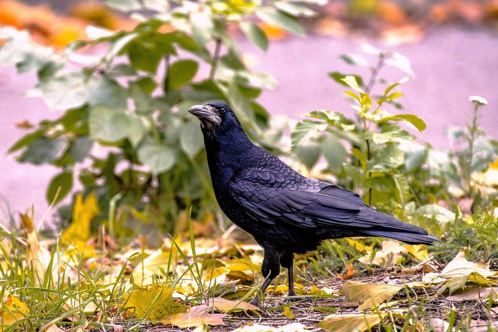 Photograph by Сиваков Алексей