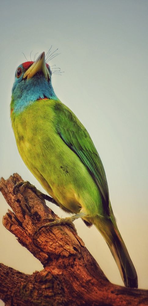 The blue-throated barbet .