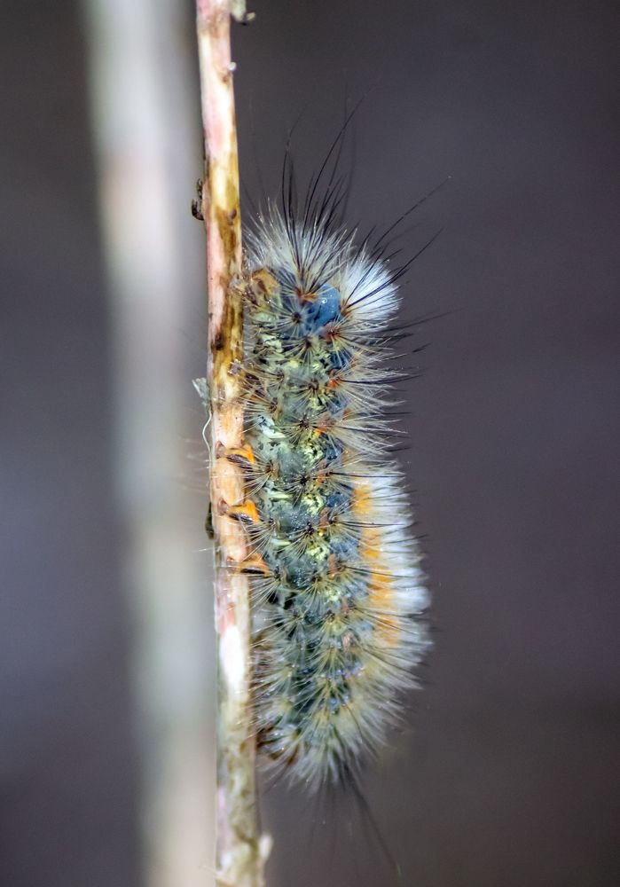 Фотография автора Ismail SAIDI