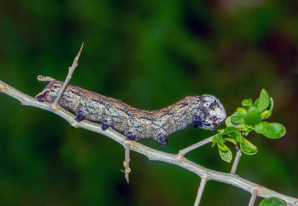 Фотография автора Ismail SAIDI