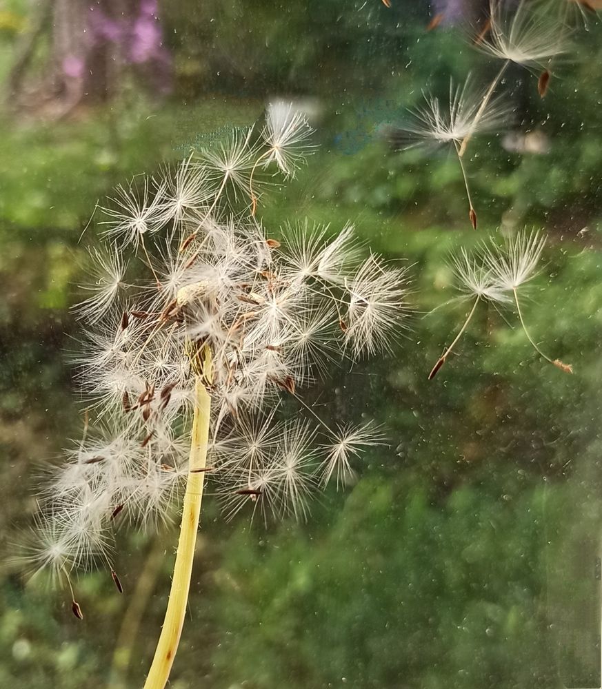 Photograph by Ляля Ильинская