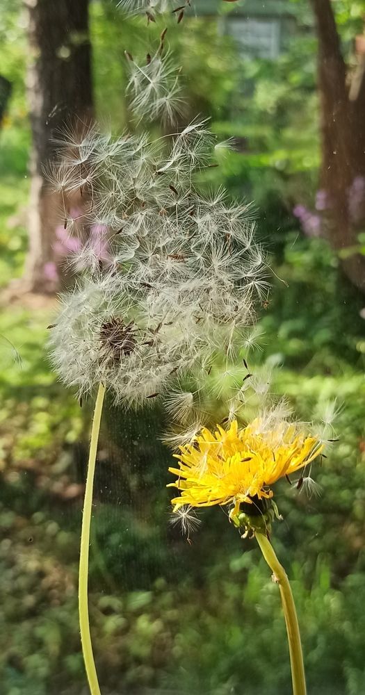 Photograph by Ляля Ильинская