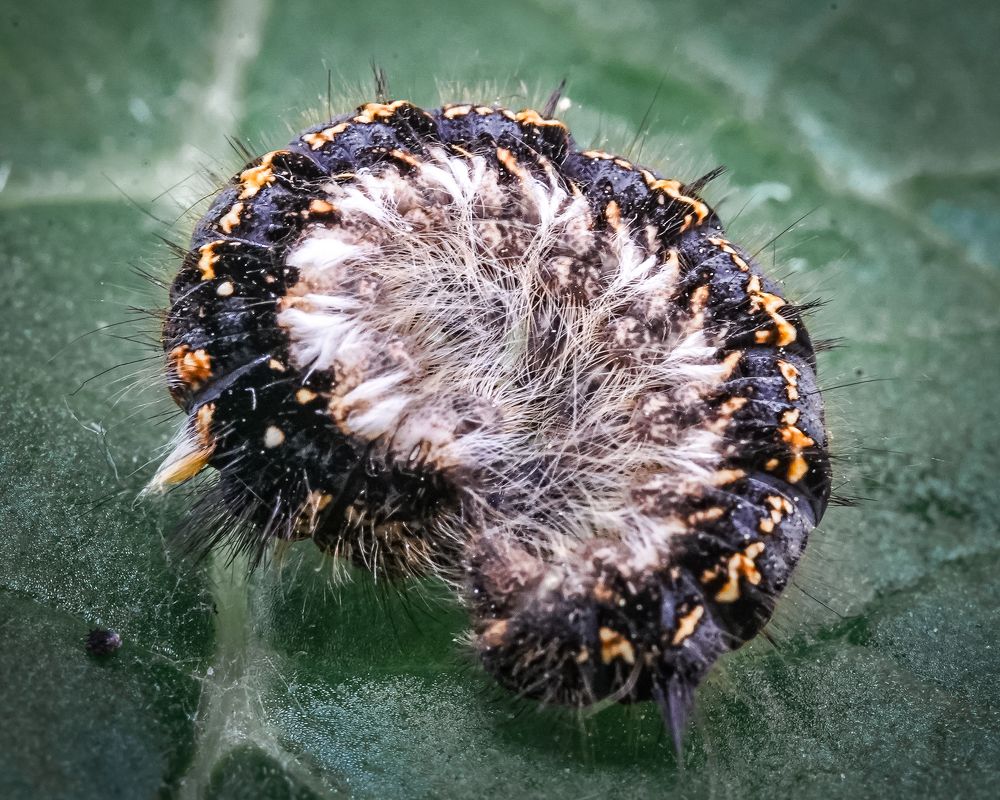 Photograph by T.Ю. Гринько