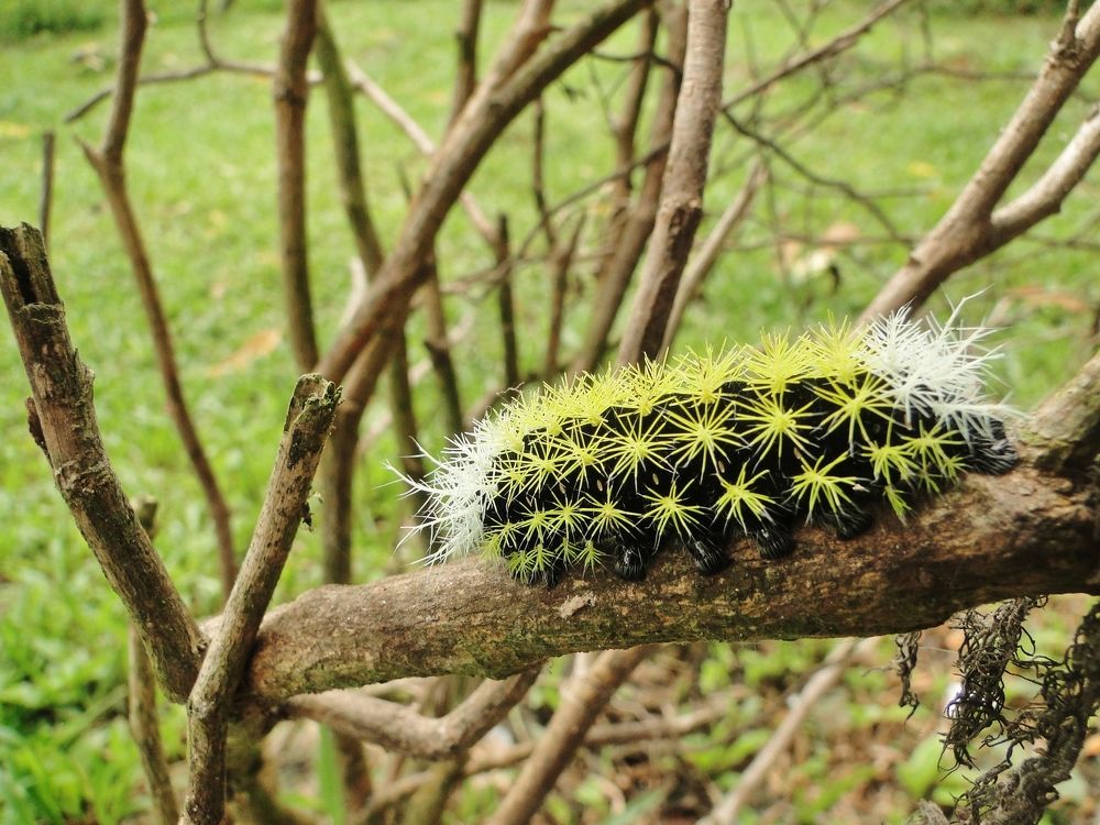 Photograph by Mauricio Brasilli