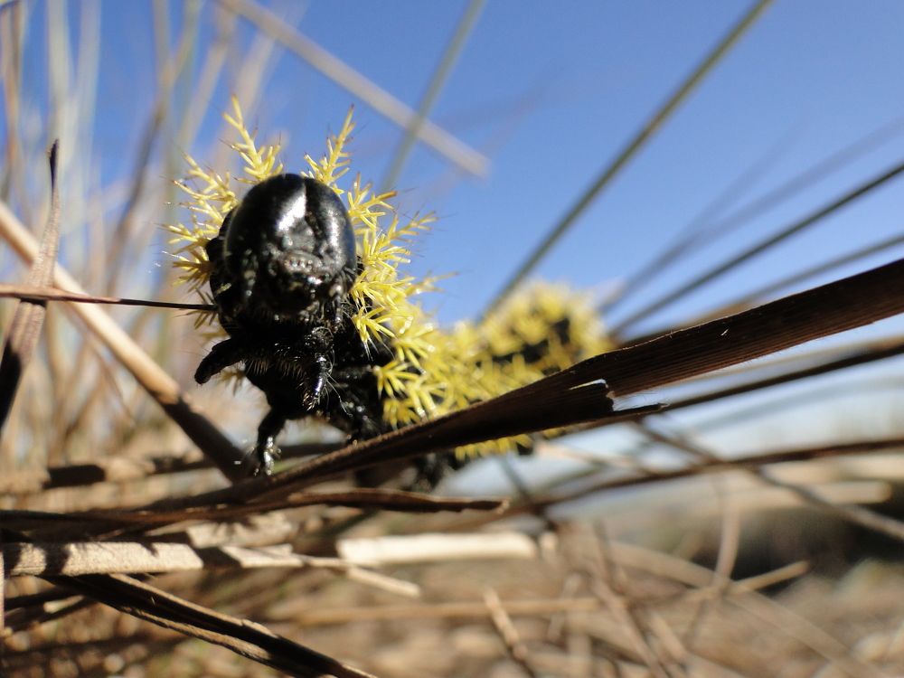 Photograph by Mauricio Brasilli