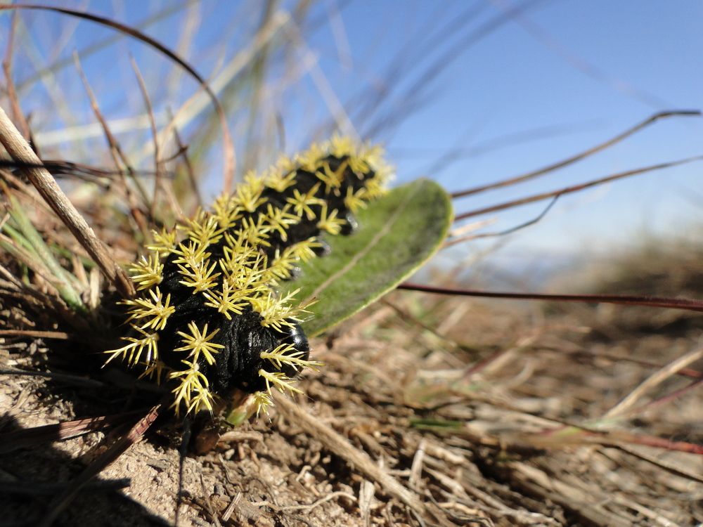 Photograph by Mauricio Brasilli