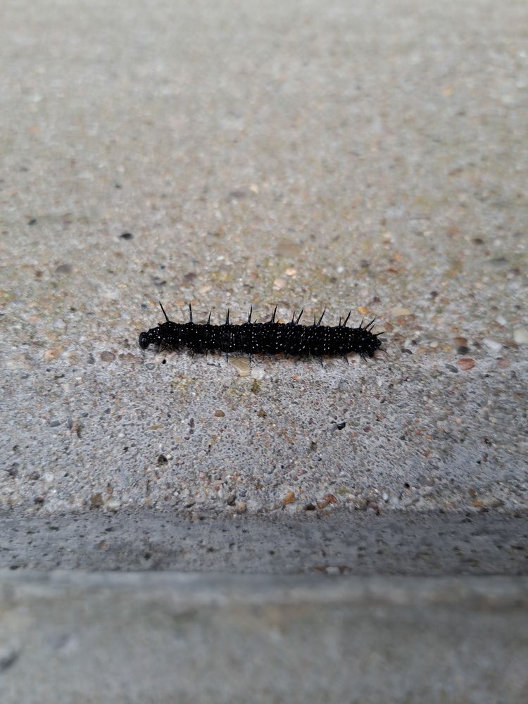 Photo #11307297