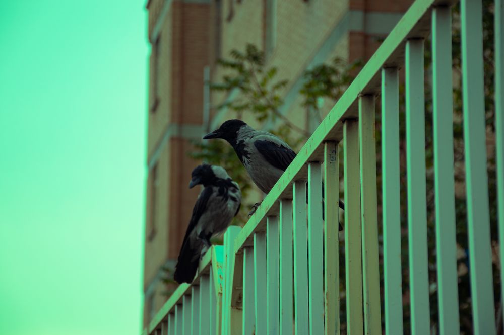 Photograph by Pouya Saeidi