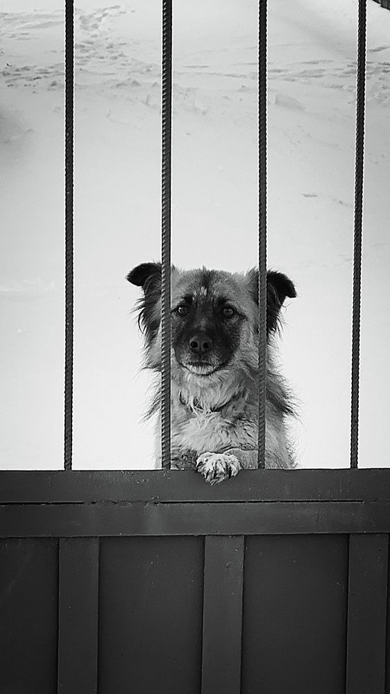 Фотография автора Максим Светличный