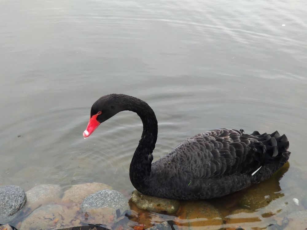 The Black Swan