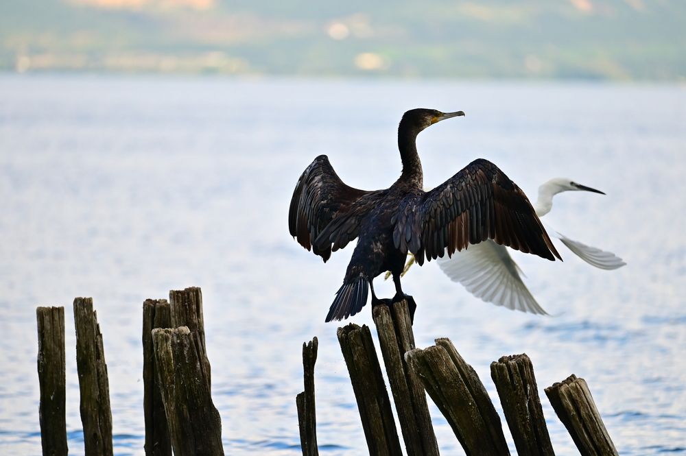 Photograph by Светлана Ивановна