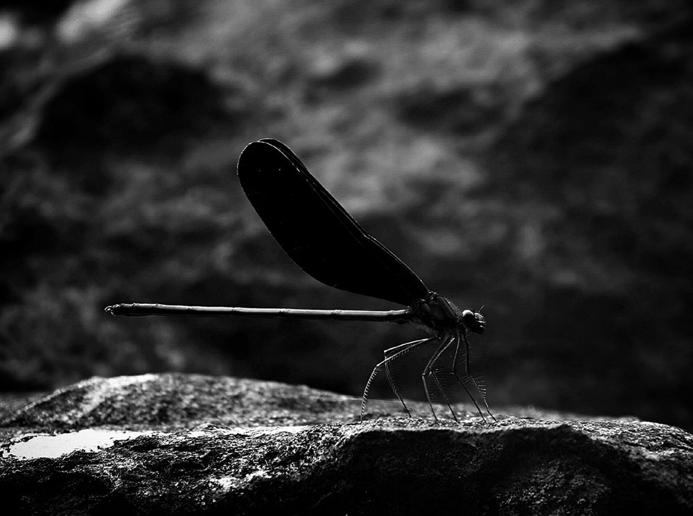 Красотка в чёрном.