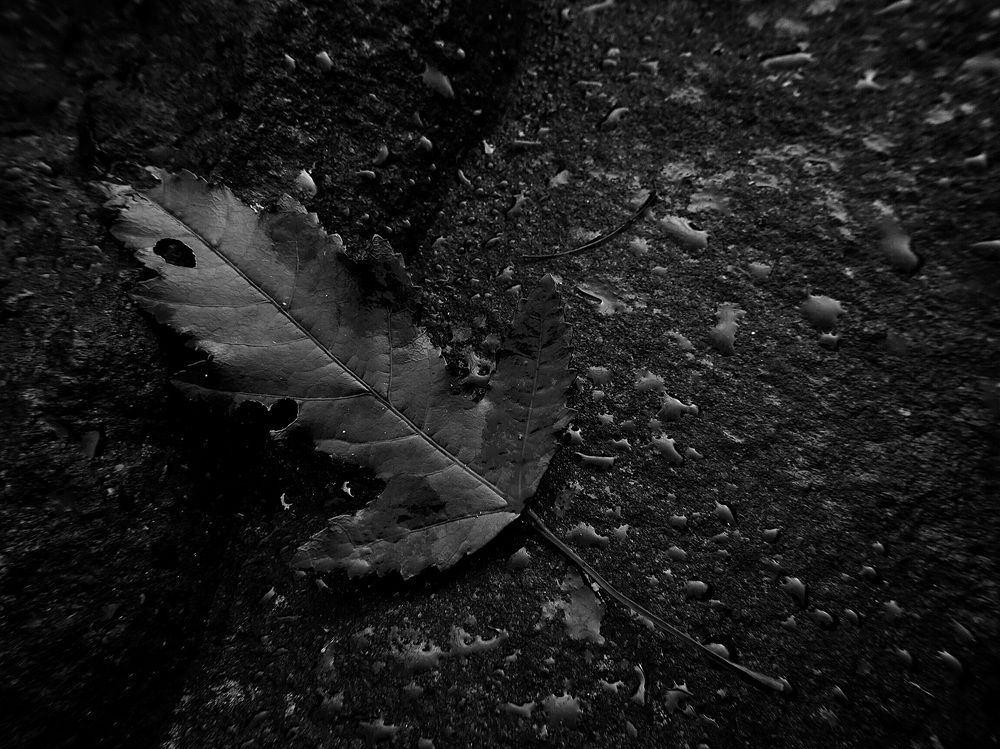 Лист на камне.