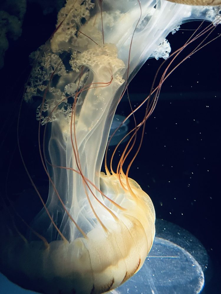 Фотография автора Olga Andriuc