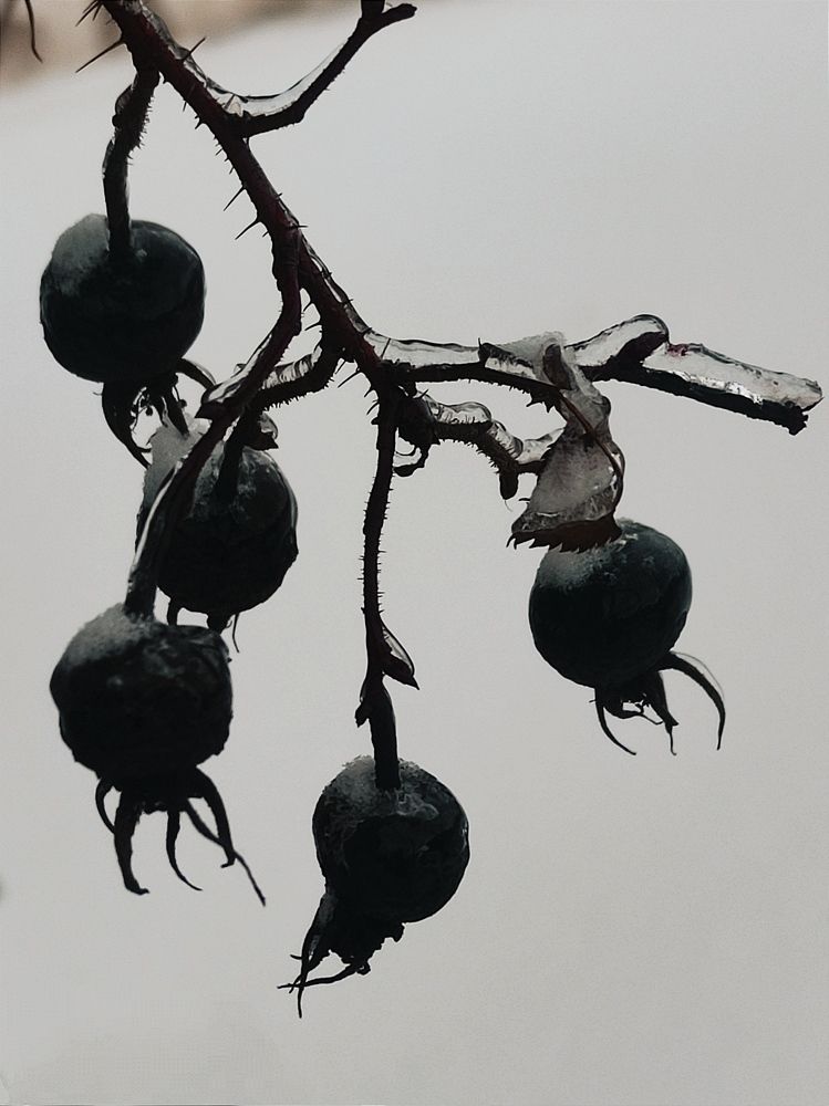 Photograph by Светлана Холодова