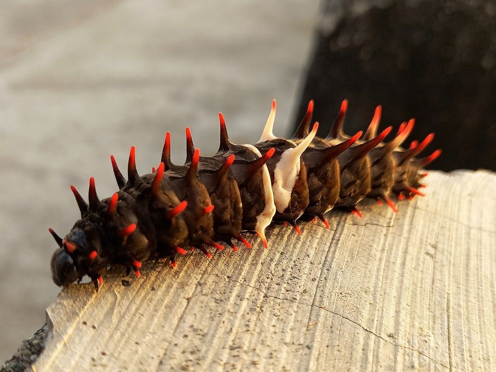 Photograph by Adam Caabay Terrado