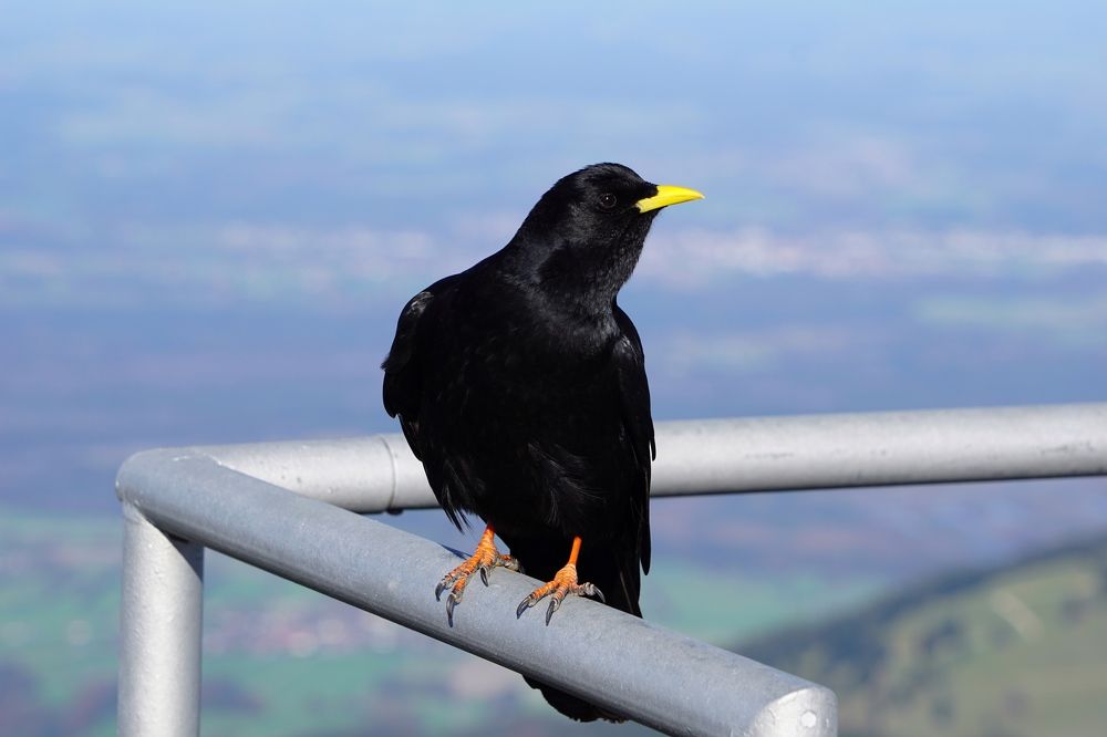 Фотография автора Liudmila Kiermeier